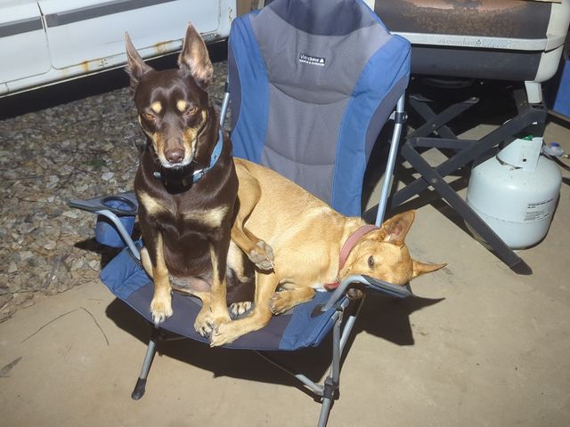 Maya and Dusty, the family's two kelpies